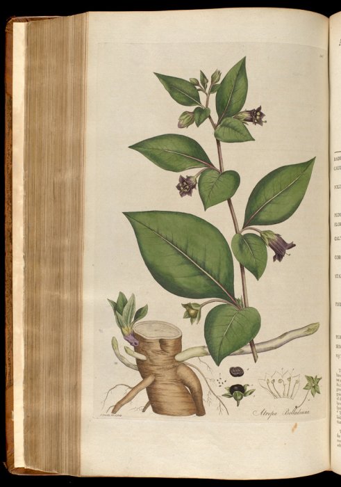 Botanical illustration of belladonna