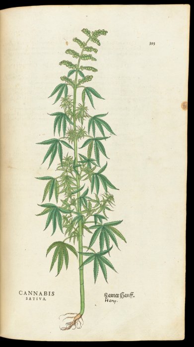 Botanical illustration of the cannabis or Indian Hemp plant