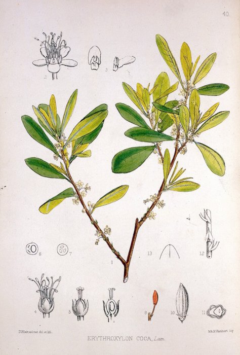 Botanical illustration of Erythroxylon Coca