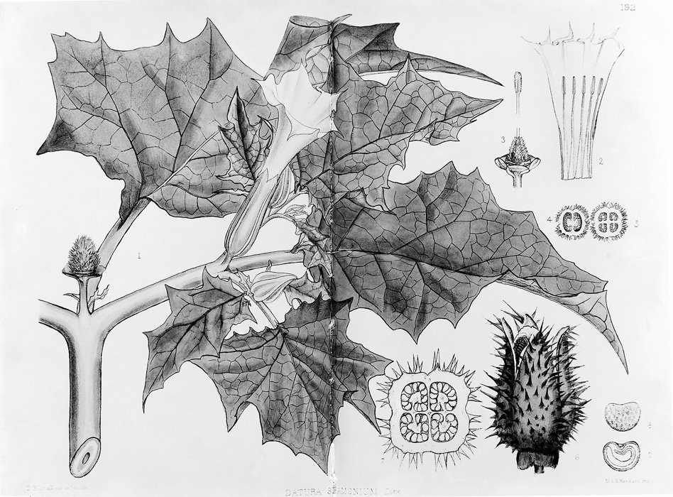 Botanical illustration of Datura Stramonium