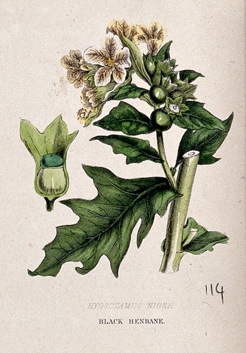 Botanical illustration of henbane