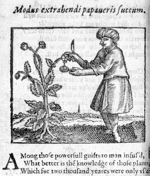 A man extracting juice from a poppy plant