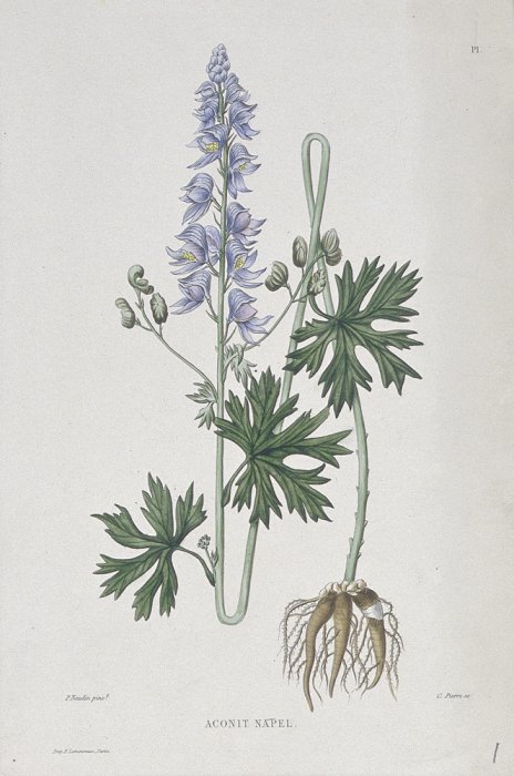 Botanical illustration of monkshood (Aconitum napellus)